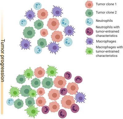 Tumor-Associated Neutrophils and Macrophages—Heterogenous but Not Chaotic